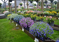 A new series of Lobelia of GGG Grünewald, consisting of 4 colors. “They stay compact and have bright colors”, says Nico Boers.